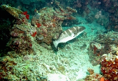 Velidhu - 2013_03_12 - IMG_0601rf_Merou selle ou leopard - Plectropomus laevis_Napoleon reef_Plongee